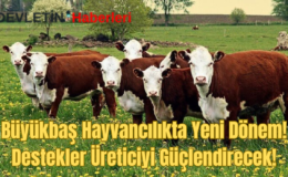 Büyükbaş Hayvancılıkta Yeni Dönem: Destekler Üreticiyi Güçlendirecek!